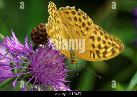 Silber-washed Fritillary ((ex Dryas) Argynnis Paphia) ist ein gemeinsamer und Variable Schmetterling gefunden über einen Großteil der Paläarktis ecoz Stockfoto