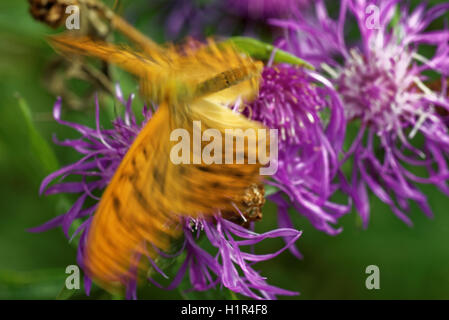 Silber-washed Fritillary ((ex Dryas) Argynnis Paphia) ist ein gemeinsamer und Variable Schmetterling gefunden über einen Großteil der Paläarktis ecoz Stockfoto