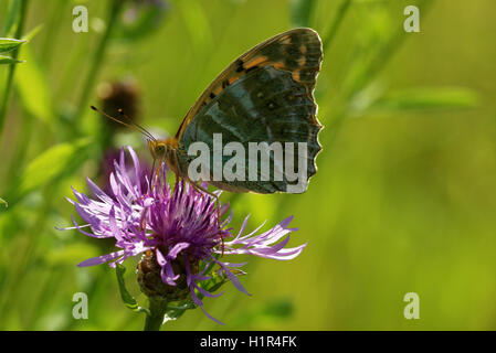 Silber-washed Fritillary ((ex Dryas) Argynnis Paphia) ist ein gemeinsamer und Variable Schmetterling gefunden über einen Großteil der Paläarktis ecoz Stockfoto