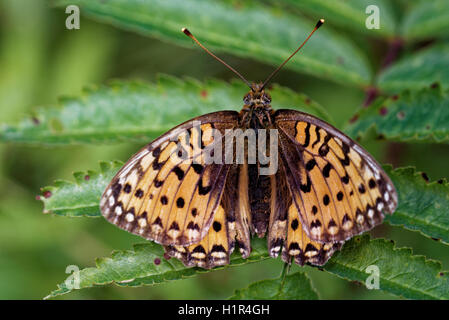 kleine Perle-umrandeten Fritillary (Boloria Selene), genannt der Silber-umrandeten Fritillary in Nordamerika, ist ein Schmetterling von der Stockfoto