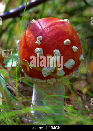 Amanita Muscaria, allgemein bekannt als der Fliegenpilz oder Fly Amanita ist ein Pilz und psychoaktiven Basidiomycete Pilz. Stockfoto