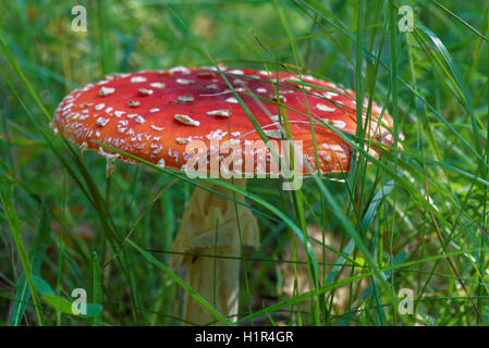 Amanita Muscaria, allgemein bekannt als der Fliegenpilz oder Fly Amanita ist ein Pilz und psychoaktiven Basidiomycete Pilz. Stockfoto