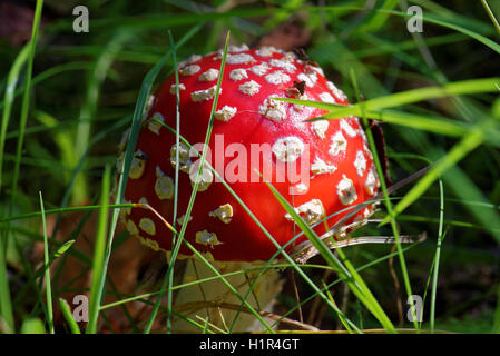 Amanita Muscaria, allgemein bekannt als der Fliegenpilz oder Fly Amanita ist ein Pilz und psychoaktiven Basidiomycete Pilz. Stockfoto