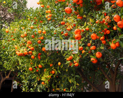 schwer beladene reifer Mandarinen Orangen auf Zitrusbäume in Valencia, Spanien Stockfoto