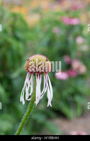 Echinacea Pallida 'Hula Dancer' Blume. Sonnenhut Stockfoto