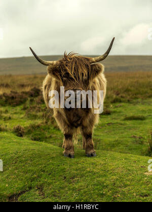 Hochlandrinder Weiden im Vordergrund innerhalb des Dartmoor National Park in der Nähe von Lettaford, Devon an einem stürmischen Herbsttag. Stockfoto