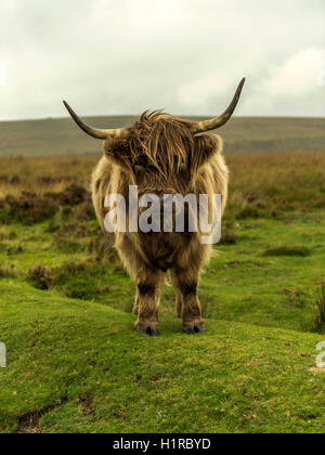 Hochlandrinder Weiden im Vordergrund innerhalb des Dartmoor National Park in der Nähe von Lettaford, Devon an einem stürmischen Herbsttag. Stockfoto