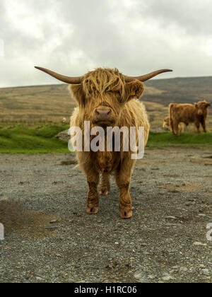 Hochlandrinder Weiden im Vordergrund innerhalb des Dartmoor National Park in der Nähe von Lettaford, Devon an einem stürmischen Herbsttag. Stockfoto