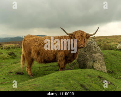 Hochlandrinder Weiden im Vordergrund innerhalb des Dartmoor National Park in der Nähe von Lettaford, Devon an einem stürmischen Herbsttag. Stockfoto