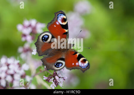 Tagpfauenauge auf einer Blume Stockfoto
