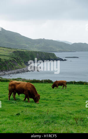 Beefs Weiden auf grünen Wiesen an der Atlantik-Küste in Irland, Europa Stockfoto