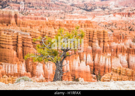 US-Bryce Canyon-Landschaft Stockfoto
