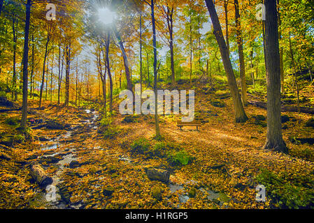 Wunderschönen Waldblick mit Herbst Farbe Niederlassungen, genommen in Dudas Naturschutzgebiet, Ontario, Kanada. Stockfoto