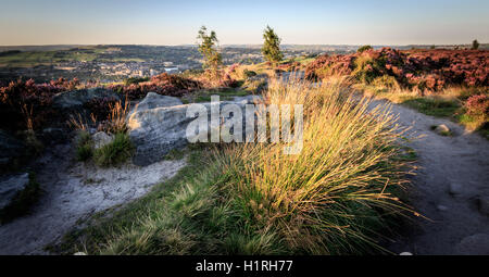 Norland, Halifax, West Yorkshire, UK 10. September 2015. uk Wetter Heather in Blüte an einem schönen Tag mit weißen Wolken und Stockfoto