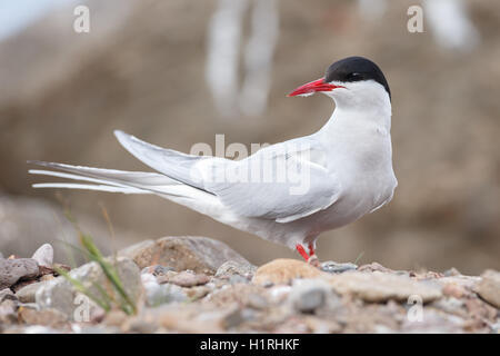 Küstenseeschwalbe schreiend auf Felsen Stockfoto