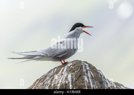 Küstenseeschwalbe schreiend auf Felsen Stockfoto