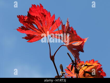 Rot Herbstblatt vor blauem Himmel Stockfoto
