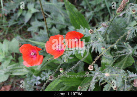 Mohnblumen blühen im Feld Stockfoto