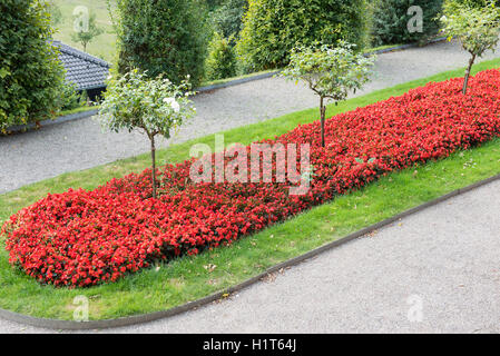 schöne rote Blumenfeld im öffentlichen park Stockfoto