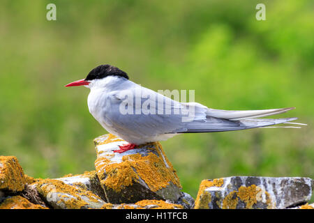 Küstenseeschwalbe, Farne Islands Nature Reserve, England Stockfoto