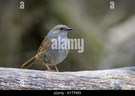 Heckenbraunelle (Prunella Modularis) thront auf einem Ast Stockfoto