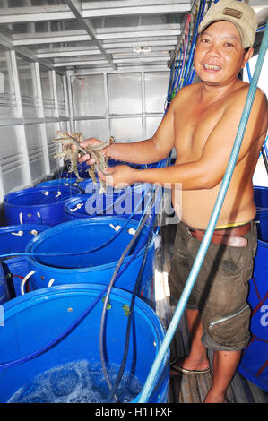 BAC Lieu, Vietnam - 22. November 2012: Ein Bauer zeigt seine Garnelen die lebendig in Tanks mit Sauerstoff gespeichert werden af ergänzen Stockfoto