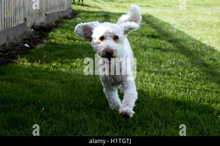 Hund im Park, Schottland, UK. Stockfoto