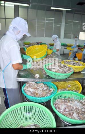 Vung Tau, Vietnam - 28. September 2011: Eine Arbeitnehmerin ist Krake für den Export in eine Verarbeitung von Meeresfrüchten Fabrik Klassifizierung Stockfoto