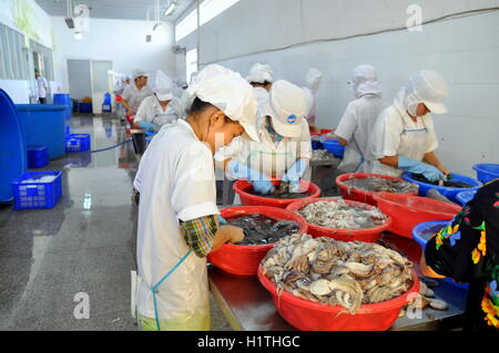 Vung Tau, Vietnam - 28. September 2011: Arbeitnehmer sind roh frischen Oktopus, mit dem nächsten Schritt der Verarbeitung Lin übertragen Klassifizierung Stockfoto