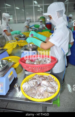 Vung Tau, Vietnam - 28. September 2011: Eine Arbeitnehmerin ist Krake für den Export in eine Verarbeitung von Meeresfrüchten Fabrik Klassifizierung Stockfoto