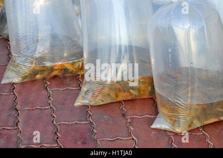 Fische werden in Plastiktüten aufbewahrt. Stockfoto