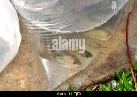 Ho-Chi-Minh-Stadt, Vietnam - 24. April 2015: Fische befinden sich in Plastiktüten, die Vorbereitung in den Saigon River in freigegeben werden die Stockfoto