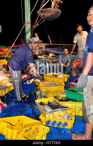 Nha Trang, Vietnam – 21. Februar 2013: Fische werden gesammelt und sortiert in Körbe vor der Verladung auf den LKW an die Stockfoto