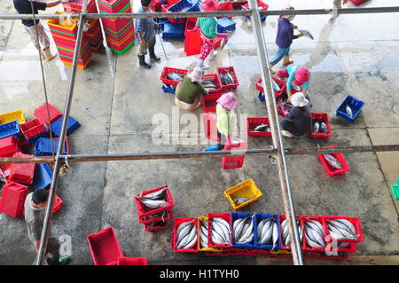 Nha Trang, Vietnam – 21. Februar 2013: Fische werden gesammelt und sortiert in Körbe vor der Verladung auf den LKW an die Stockfoto