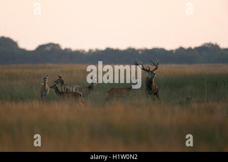 Rotwild / Rotwild ( Cervus elaphus), Hirsch mit Herde, Weibchen, im offenen Grasland während der Brunftzeit, dominantes Verhalten, Europa. Stockfoto
