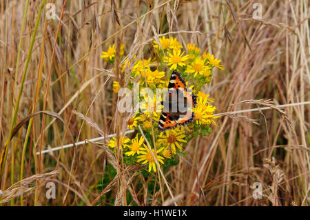 Kleiner Fuchs Schmetterling auf Kreuzkraut Blumen. Stockfoto