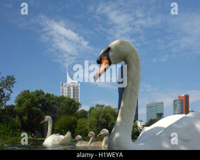 Wien, Wien: Familie Höckerschwan (Cygnus Olor) Cygnets am See Kaiserwasser, 22., Wien, Österreich Stockfoto