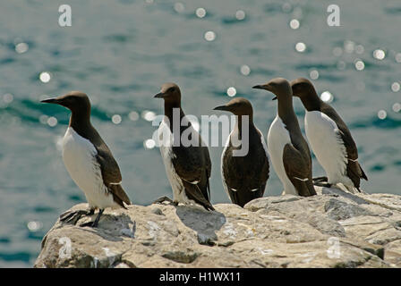 Trottellummen gerade aus auf das Meer in der Brutzeit auf den Farne Islands, Northumberland, England Stockfoto