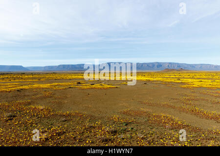 Gelb-Plateau mit flachen Bereich der gelben Blüten im Tankwa-Karoo Stockfoto