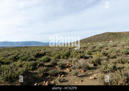 Grüne Felder blauer Himmel mit Schafen in der Ferne - Tankwa-Karoo Stockfoto