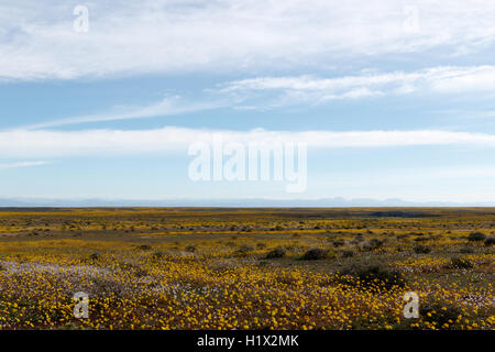 Riesige leere flachen grünen Offenland mit perfekten blauen Himmel im Tankwa-Karoo Stockfoto