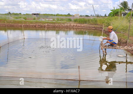 BAC Lieu, Vietnam - 22. November 2012: Ein Bauer ist Fisch in seiner eigenen kleinen Teich im Mekong-Delta von Vietnam Fütterung Stockfoto