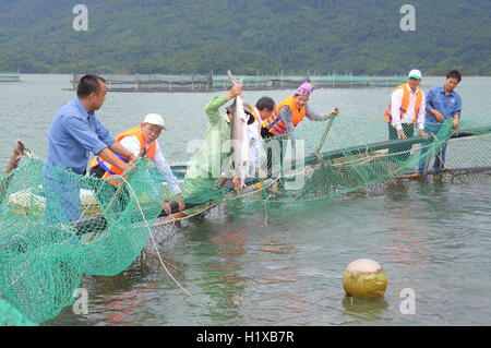 Lam Dong, Vietnam - 2. September 2012: Die Landwirtschaft Stör Fisch im Käfig Kultur im Tuyen Lam-See. Mehrere Arten von Stör Stockfoto