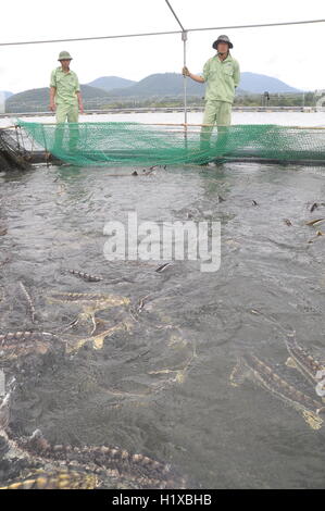 Lam Dong, Vietnam - 2. September 2012: Arbeitnehmer sind der Landwirtschaft Stör Fisch im Käfig Kultur in Tuyen Lam See Fütterung Stockfoto