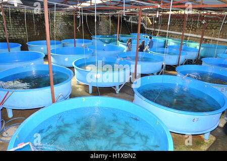 Lam Dong, Vietnam - 27. Mai 2012: Stör Fischzucht in Tuyen Lam See in Da Lat Stadt Stockfoto