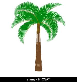 Grüne Palmen auf einem weißen Hintergrund. Stock Vektor