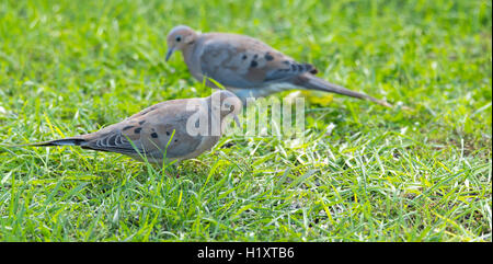 Mourning Dove, Turteltaube (Zenaida Macroura) grüne Gras ernähren sich von Samen, die dort verstreut. Stockfoto