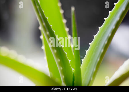 Nahaufnahme einer Aloe Vera Pflanze Stockfoto