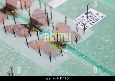 Merken und Ausbreitung Schmetterlinge auf einem sich ausbreitenden Brett, bereitet sie auf eine Sammlung Stockfoto