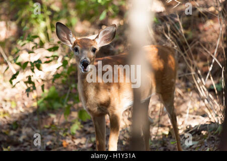 Whitetailed weibliche Faon steht mitten im Wald. Stockfoto